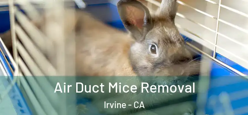  Air Duct Mice Removal Irvine - CA